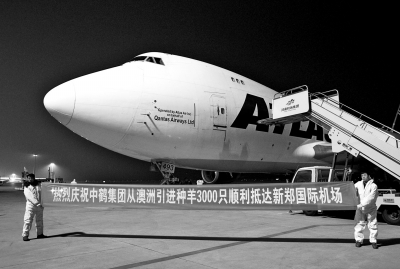 首批澳洲种羊搭乘包机到达新郑国际机场