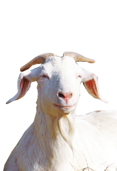 奶山羊,这种羊为本土山羊，以产奶为主，产奶量高。具有“头长、颈长、体长、腿长”的特征，俗称“四长羊”