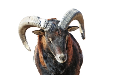 盘羊,这种羊主要分布在中国、俄罗斯、哈萨克斯坦、乌兹别克斯坦等国家。中国主要分布在新疆、青海、甘肃、