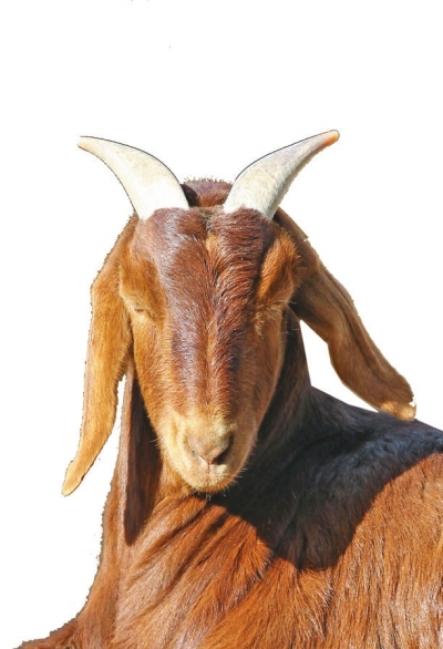 大耳羊,这种羊是美国努比亚山羊与四川简阳本地山羊，经过六十多年的杂交和横向固定，形成的一个种群。