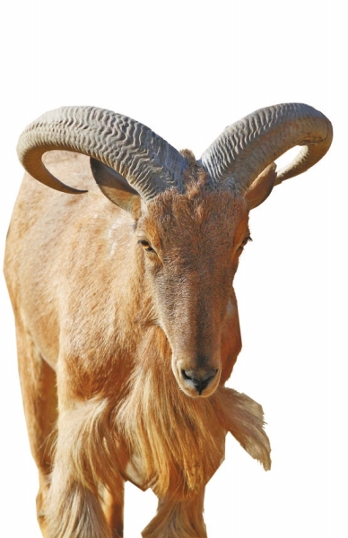 蛮羊,这种羊是非洲仅有的一种野羊,分布在北非摩洛哥至埃及、大西洋海岸到红海。