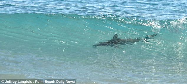 美海滩惊现万头鲨鱼