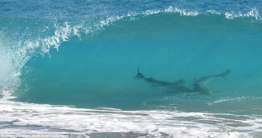美海滩惊现万头鲨鱼