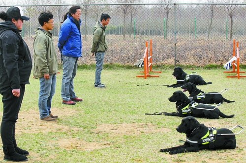 郑州：4只导盲犬集训 将带着盲人跑马拉松