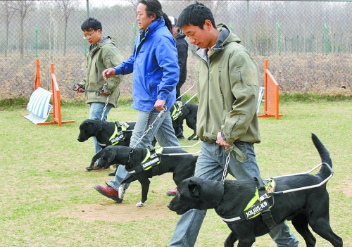 郑州：4只导盲犬集训 将带着盲人跑马拉松