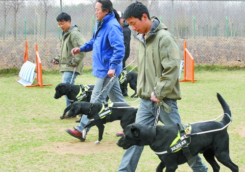 郑州：4只导盲犬集训 将带着盲人跑马拉松