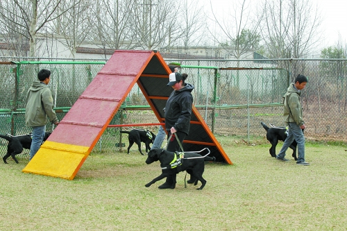 郑州：4只导盲犬集训 将带着盲人跑马拉松