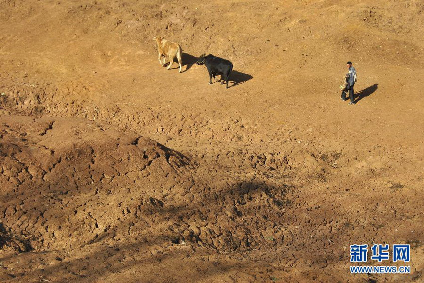 3月16日，在贵州省毕节市威宁县斗古乡水塘村，村民赶着牛从干涸见底的水塘中走过。