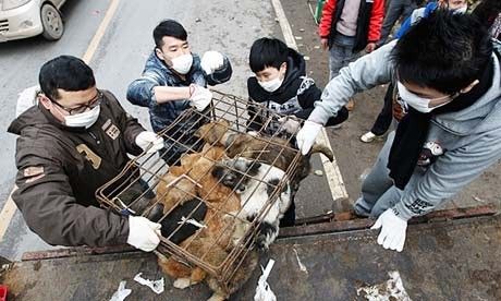 广西玉林狗肉节期间1万条狗被屠杀引热议