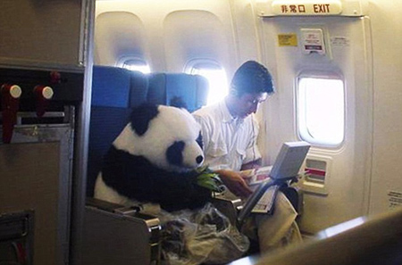 “熊猫”坐飞机商务舱照片网络流传 数千人被骗