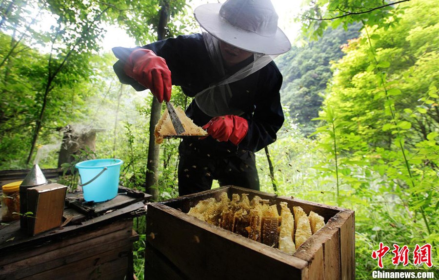 神奇神农架“悬棺”养蜂