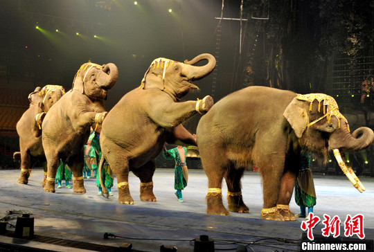 广州大象跳舞贺新春 专业舞者派头十足