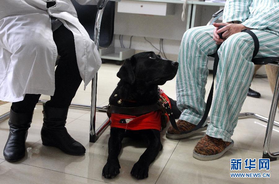 （图片故事）（5）导盲犬陪“妈妈”一起住院