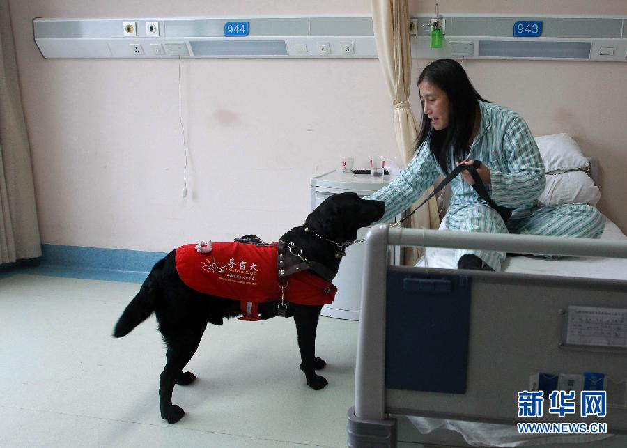 （图片故事）（1）导盲犬陪“妈妈”一起住院