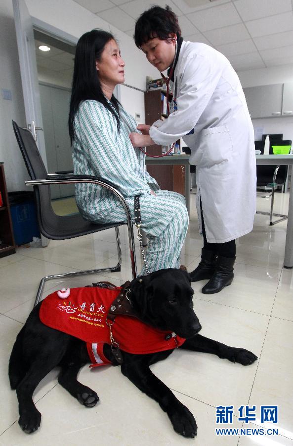 （图片故事）（4）导盲犬陪“妈妈”一起住院