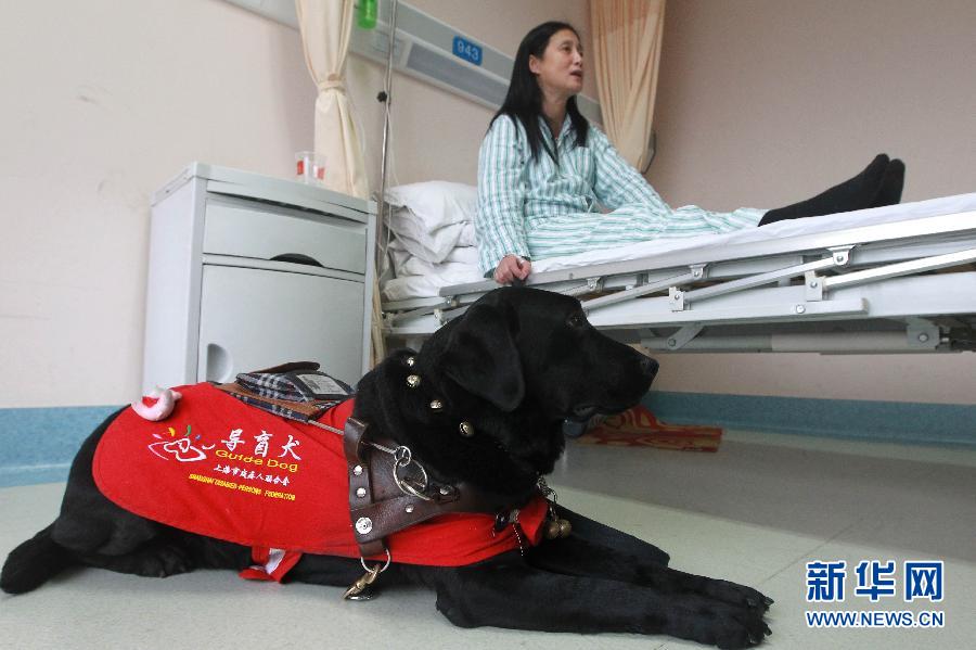 （图片故事）（6）导盲犬陪“妈妈”一起住院