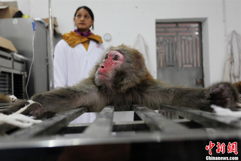 第九届华赛获奖作品：中国制造的实验用猴