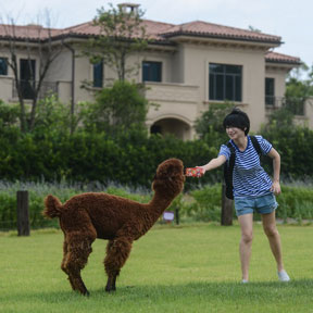 杭州“草泥马”换装