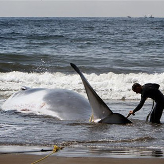 巨鲸海滩搁浅死亡