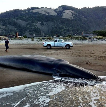 巨鲸海滩搁浅死亡