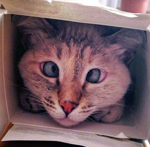 亚美尼亚斗鸡眼猫咪成网络新宠