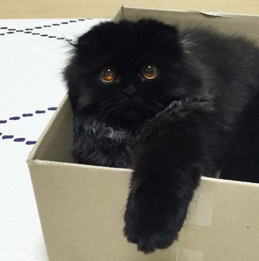 萌猫再度来袭 黑色喵星人无辜大眼走红网络