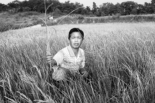 8月13日，罗山县潘新岳城村村民在受旱稻田察看旱情。