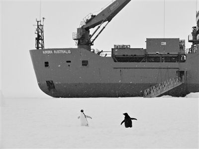 30日，前往救援的澳大利亚破冰船停在冰雪中。