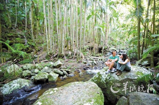 前往神秘的丹翠雨林，领略原始雨林的生动与深邃(昆士兰旅游局供图)