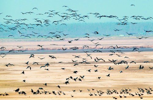 郑州黄河湿地候鸟成群 千只大雁群起群飞