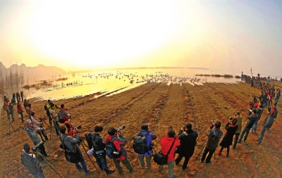 天鹅城里看天鹅 小天鹅“助飞”大旅游