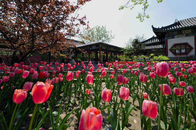 去天波杨府 赏郁金香看实景演出