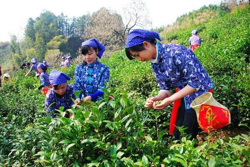 四月春茶香 寻茶访水游烟雨江南