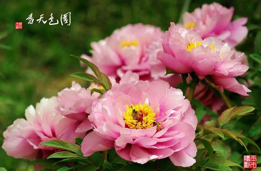 洛阳牡丹自助游攻略（图）