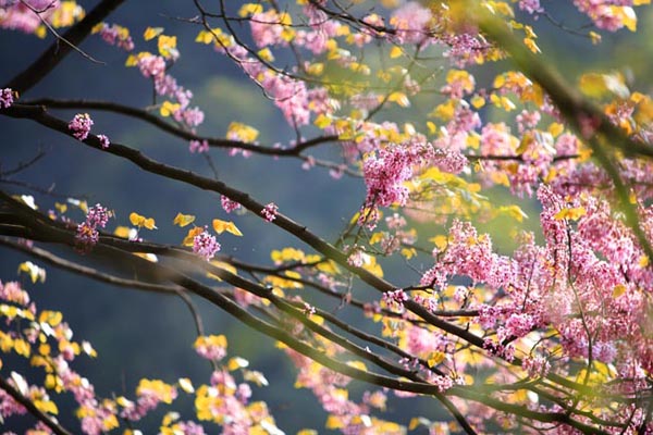紫荆花艳老君洞
