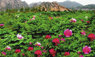 探幽峡醉牡丹风月无边嵖岈山