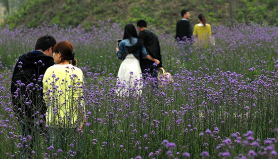 上海崇明岛举行第四届薰衣草节(图)