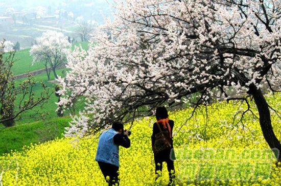 伏羲山神仙洞杏花节3月23号杏花节