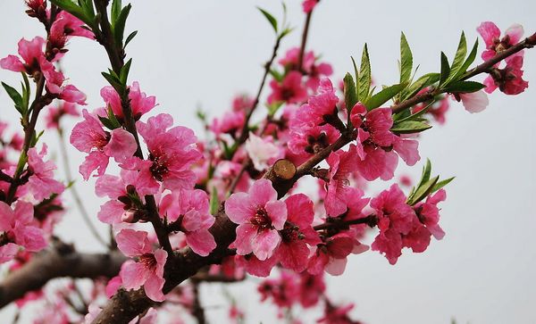 　　北门东桃花