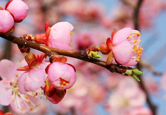 春来喜洋洋 赏花许昌城