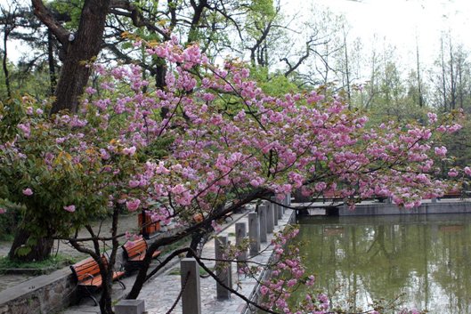 芳菲四月 来鸡公山感受春光无限