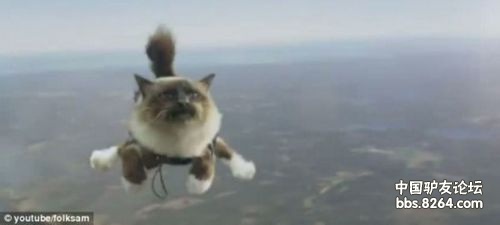 瑞典小猫表演“高空跳伞”空中变换队形似大雁