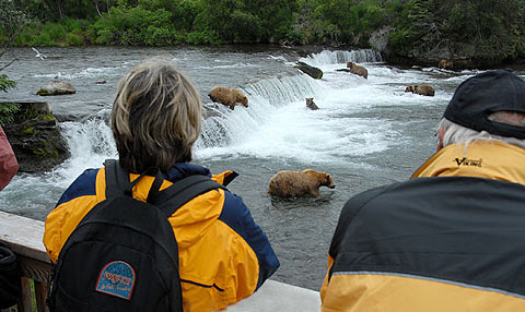 生态之旅棕熊猎鱼绝妙奇景