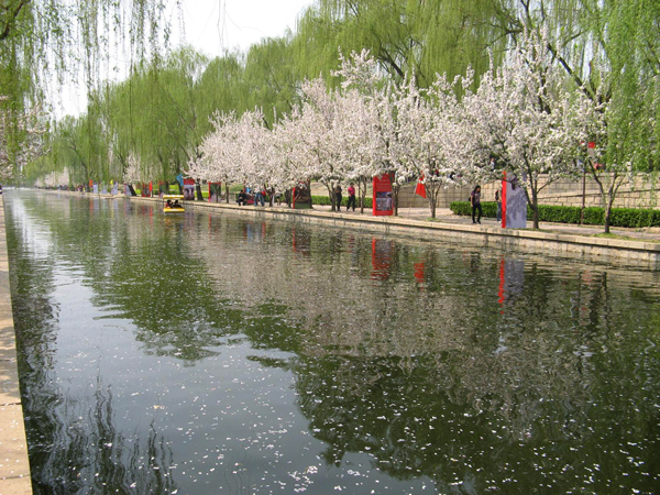 海棠笑迎客留步看花溪 元大都遗址公园海棠花节