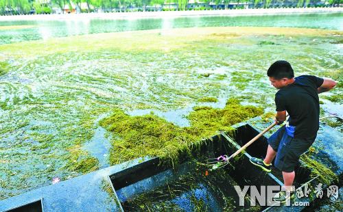  北京什刹海景区清理绿浮萍 为游船开辟航道