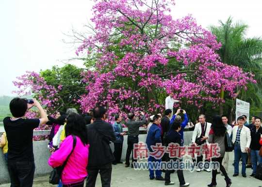 “反季节樱花”绽放农博会 冬季也有樱花可赏