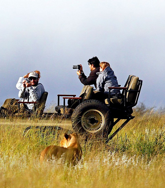 　　开放越野车其实很安全,狮子知道越野车和游客并非它们的猎物