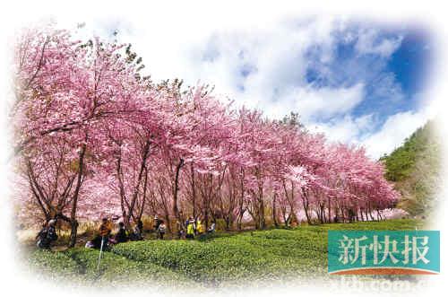 　　■台湾武陵农场的樱花