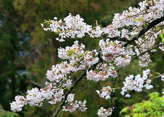 3月寻春记 赏樱浪漫游