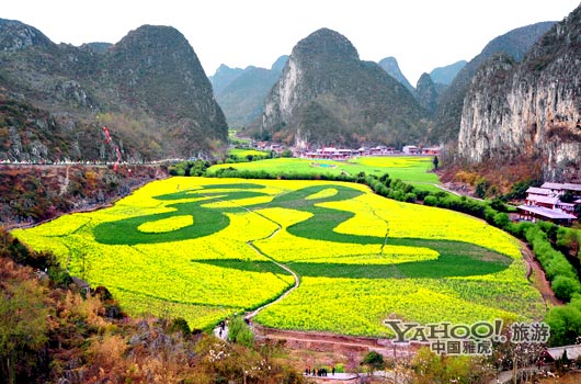 　　贵州油菜花景自以“立体多层,起伏跌宕”的油菜花景观著称。(图片来源:CFP)